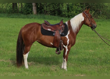 American Paint Horse, Mare, 3 years, 14.2 hh, Tobiano-all-colors