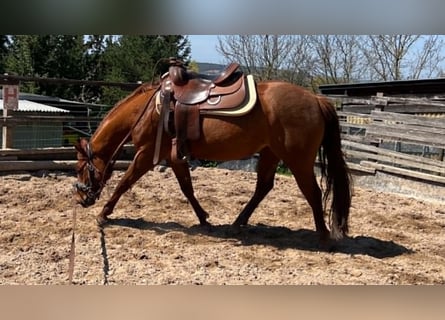 American Paint Horse, Mare, 3 years, 14 hh, Chestnut