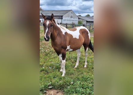 American Paint Horse, Mare, 3 years, 15.1 hh, Tobiano-all-colors