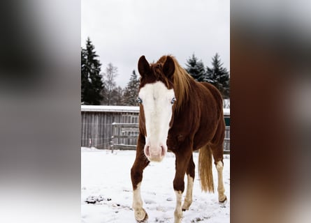 American Paint Horse, Mare, 3 years, Chestnut