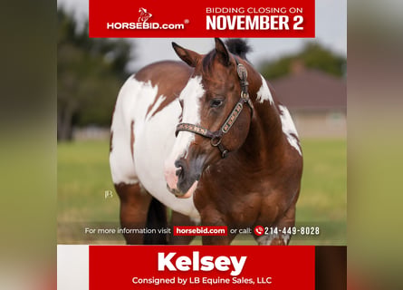 American Paint Horse, Mare, 4 years, Pinto