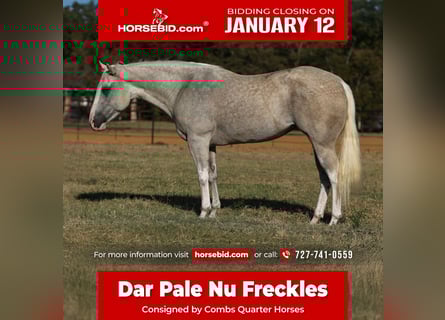 American Paint Horse, Mare, 5 years, 15.1 hh, Palomino