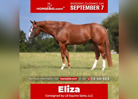 American Paint Horse, Mare, 5 years, Chestnut