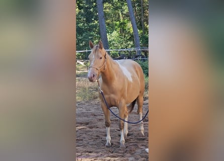 American Paint Horse, Mare, 6 years, 14.2 hh, Champagne