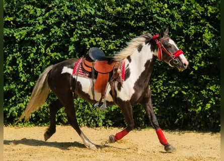 American Paint Horse, Mare, 7 years, 14.2 hh, Overo-all-colors