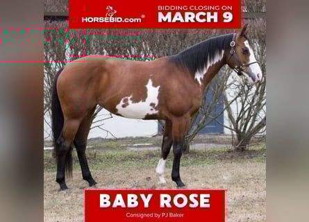 American Paint Horse, Mare, 7 years, 14,1 hh, Bay