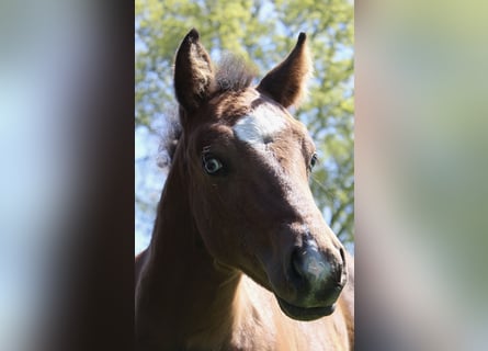 American Paint Horse, Mare, 8 years, 14.2 hh, Tobiano-all-colors