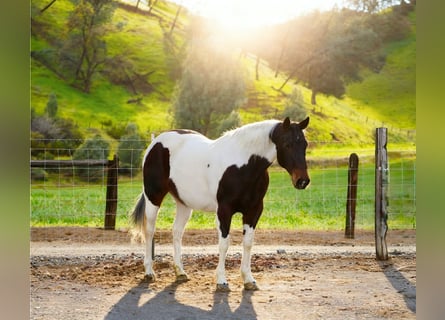American Paint Horse, Mare, 9 years, 14.3 hh, Tobiano-all-colors