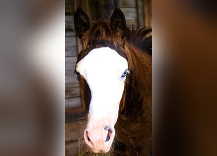 American Paint Horse, Mare, Foal (03/2026), 14.2 hh, Overo-all-colors