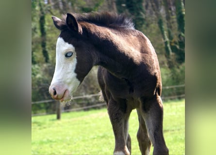 American Paint Horse, Mare, Foal (03/2026), 14,2 hh, Overo-all-colors