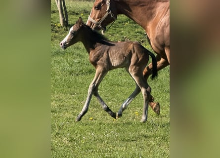 American Paint Horse, Mare, Foal (04/2026), 15.1 hh, Bay-Dark