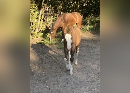 American Paint Horse Mix, Mare, Foal (06/2026), 15.1 hh, Tobiano-all-colors
