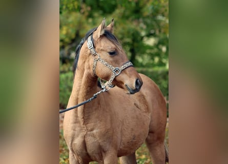 American Paint Horse, Mare, Foal (02/2025), 15 hh, Brown