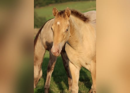 American Paint Horse, Mare, Foal (05/2025), 15 hh, Champagne