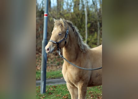 American Paint Horse, Mare, Foal (05/2025), 15 hh, Champagne