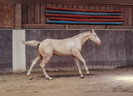 American Paint Horse, Mare, Foal (04/2026), 15 hh, Overo-all-colors