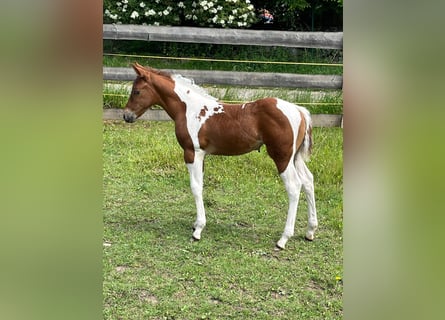 American Paint Horse, Mare, Foal (05/2026), 15 hh, Tobiano-all-colors