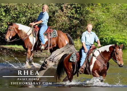 American Paint Horse, Merrie, 10 Jaar, 155 cm, Roodbruin