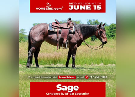 American Paint Horse, Merrie, 10 Jaar, Roan-Bay