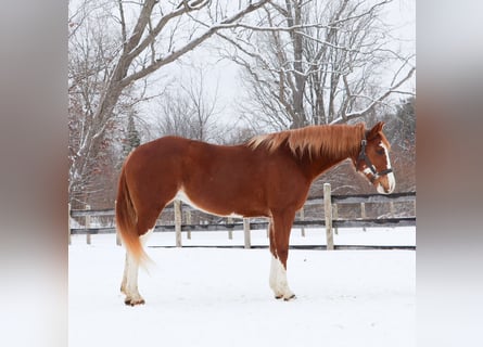American Paint Horse, Merrie, 11 Jaar, 152 cm, Overo-alle-kleuren
