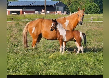 American Paint Horse, Merrie, 12 Jaar, 154 cm, Tobiano-alle-kleuren