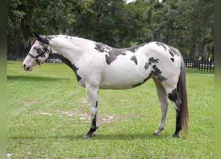 American Paint Horse, Merrie, 13 Jaar, 150 cm, Overo-alle-kleuren