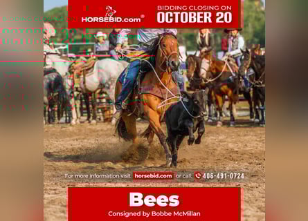 American Paint Horse, Merrie, 14 Jaar, 155 cm, Roodbruin