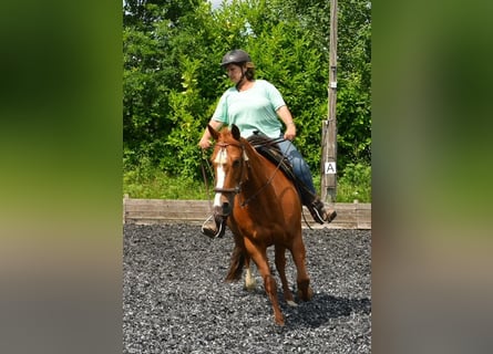 American Paint Horse, Merrie, 16 Jaar, 154 cm, Vos