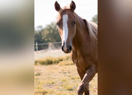 American Paint Horse, Merrie, 1 Jaar, 152 cm, Donkere-vos