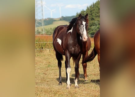 American Paint Horse, Merrie, 1 Jaar, 153 cm, Overo-alle-kleuren
