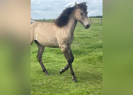 American Paint Horse Mix, Merrie, 1 Jaar, 160 cm, Falbe