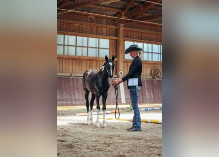 American Paint Horse, Merrie, 1 Jaar, Gevlekt-paard