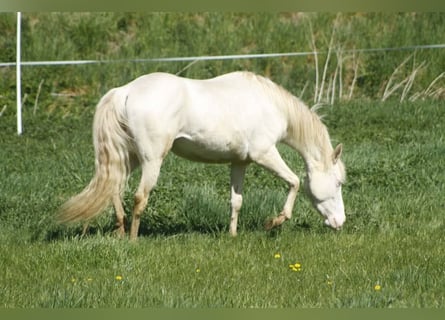 American Paint Horse, Merrie, 3 Jaar, 150 cm, Perlino