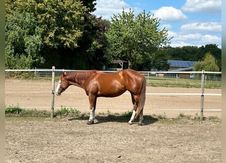 American Paint Horse, Merrie, 4 Jaar, 151 cm, Tobiano-alle-kleuren