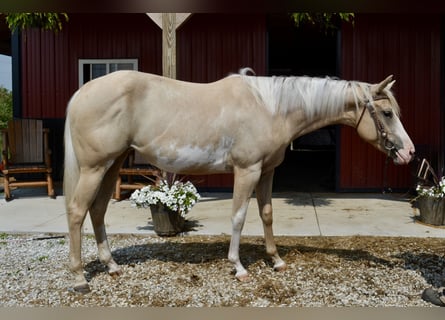 American Paint Horse, Merrie, 4 Jaar, 155 cm, Overo-alle-kleuren