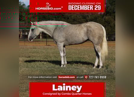 American Paint Horse, Merrie, 5 Jaar, 155 cm, Palomino