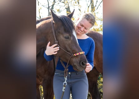 American Paint Horse, Merrie, 5 Jaar, 158 cm, Donkere-vos
