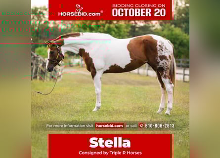 American Paint Horse, Merrie, 5 Jaar, 165 cm, Tobiano-alle-kleuren