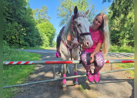 American Paint Horse, Merrie, 6 Jaar, 146 cm, Overo-alle-kleuren