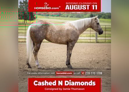 American Paint Horse, Merrie, 8 Jaar, 142 cm, Palomino