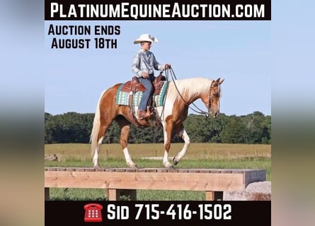 American Paint Horse, Merrie, 8 Jaar, Palomino