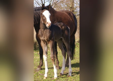 American Paint Horse, Merrie, Veulen (03/2026), 150 cm, Overo-alle-kleuren
