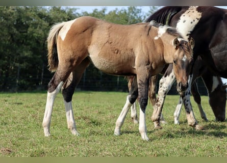 American Paint Horse, Merrie, Veulen (05/2025), 150 cm, Tobiano-alle-kleuren
