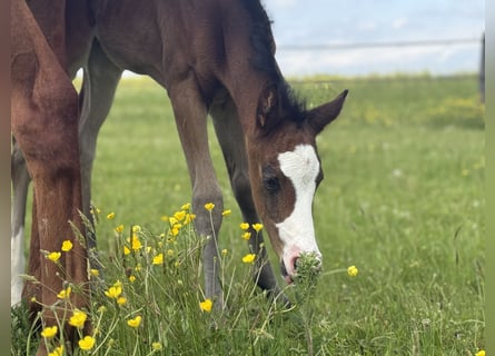 American Paint Horse, Merrie, Veulen (04/2026), 155 cm, Donkerbruin