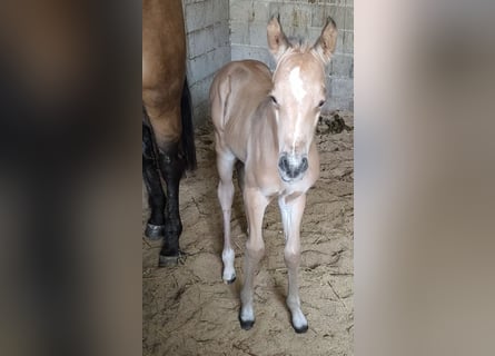 American Paint Horse, Merrie, Veulen (05/2026), Buckskin