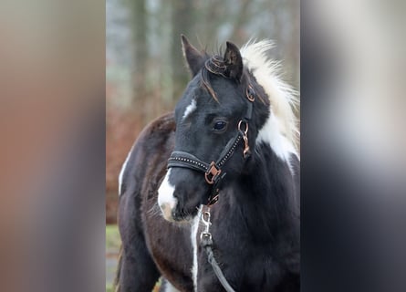 American Paint Horse, Ogier, 1 Rok, 150 cm, Tobiano wszelkich maści