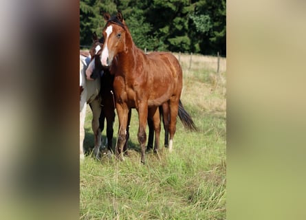 American Paint Horse, Ogier, 1 Rok, 153 cm, Gniada