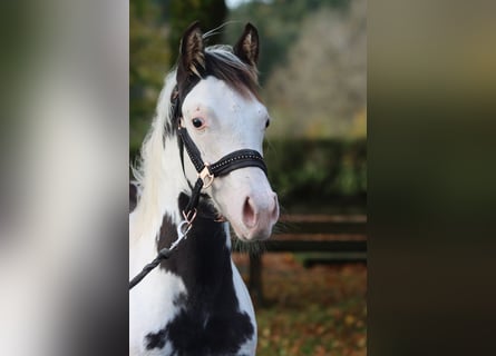 American Paint Horse, Ogier, 1 Rok, 153 cm, Overo wszelkich maści