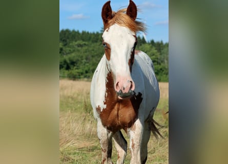 American Paint Horse, Ogier, 1 Rok, 153 cm, Overo wszelkich maści