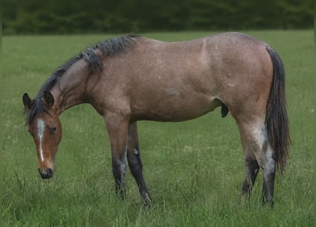 American Paint Horse, Ogier, 1 Rok, 154 cm, Gniadodereszowata